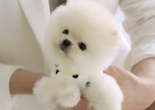 Pomeranian Boo Teddy Bear Yavrularımızın yuvası olun